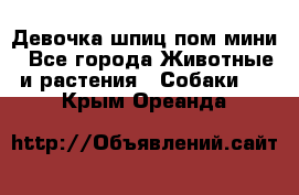 Девочка шпиц пом мини - Все города Животные и растения » Собаки   . Крым,Ореанда